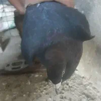 زاغ|پرنده|زبرخان, |دیوار