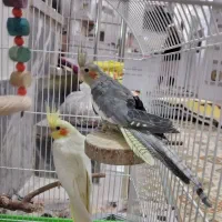عروس هلندی ۳ ماهه