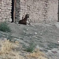 سگ رخ ۳ ساله