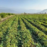 نهال توت فرنگی سابرینا