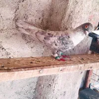 سینه سیاه|پرنده|اهواز, کوی فرهنگیان ۱|دیوار