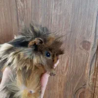 خوکچه هندی سالم و پر انرژی و بازیگوش|موش و خرگوش|تهران, فلسطین (میدان انقلاب)|دیوار