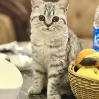 گربه بریتیش شورت هیر