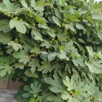 استخدام منشی
