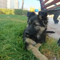 واگذاری توله ژرمن ماده.3ماهه