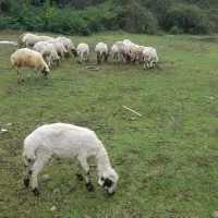 فروش گوسفند
