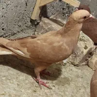 کفتر زرد ماده