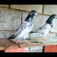 کبوترپاکستانی|پرنده|تهران, راه آهن|دیوار