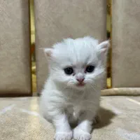 گربه پرشین|گربه|خرمدره, |دیوار