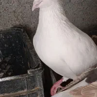 کوهی و سرخ دم سفید|پرنده|رامشیر, |دیوار