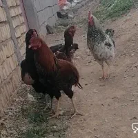 مرغ لاری اصل دانگ بالا