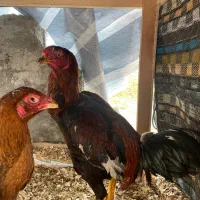 جوجه لاری تاج مهر