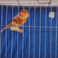 ماده قناری فروشی