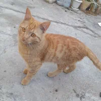 واگزاری گربه