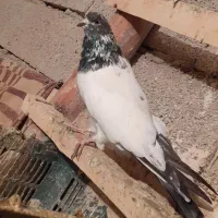 کبوتر کله دار|پرنده|همدان, |دیوار