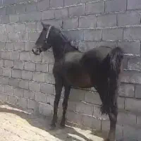 سوار بر لحظات)/مادیان کرد جهت تولید و پرورش