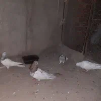 کفتر کله سرخ کشیده نر