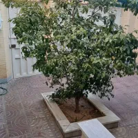 منزل-دربست