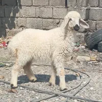 بره ماده دورگ شیرازی خوشگل