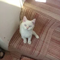 گربه بریتیش