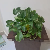 پتوس شاداب و ابلق