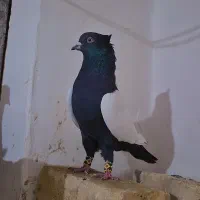 کفتر سینه سیاه