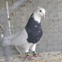 کبوتر طوقی الماسی و سرور