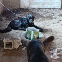 سگ نر همچی تموم