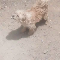 پاپی نر