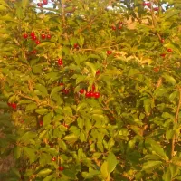 فروش یک قطعه باغ در صحنه روستای سرسیاب