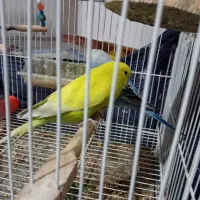 جفت کوتوله ۴مرغ عشق و عروس ۱۶۰۰|پرنده|مشهد, شهید بصیر|دیوار