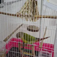 پرنده گرینچیک