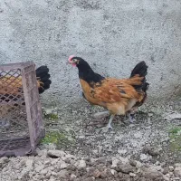 نیمچه خروس ورورک