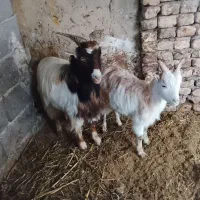 دو تا بزغاله نر|حیوانات مزرعه|قرق, |دیوار