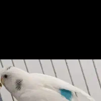 مرغ عشق نر|پرنده|سرپل ذهاب, |دیوار