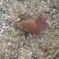 ساده و سرخ کرمونی|پرنده|مشهد, رده|دیوار