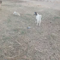 بزغاله نر|حیوانات مزرعه|شهرضا, |دیوار