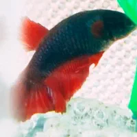 ماهی فایتر|ماهی|مشهد, سید رضی|دیوار