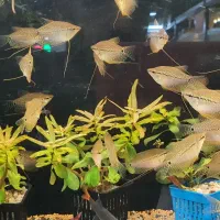 کالر رنگی زبرا رنگی قیمت مناسب