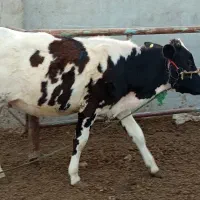 بچر|حیوانات مزرعه|خرمشهر, |دیوار