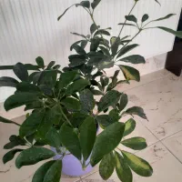 گل طبیعی خانگی