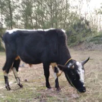 ورزا سیاه سل چالوسی|حیوانات مزرعه|رشت, حومه رشت|دیوار