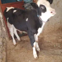 کاوه دورگه|حیوانات مزرعه|جوانرود, |دیوار