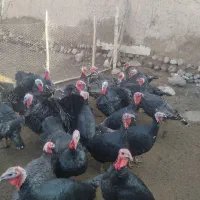 فروش بوقلمون