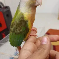 یک عدد جوجه گرینچیک نر آناناسی فوق دستی|پرنده|مشهد, جاهد شهر|دیوار