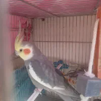 واگذاری پرنده