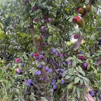 باغ قدمت دار/ دارای سهمیه آب ریشه ای