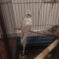 عروس هلندی البینو دوکت تک خال