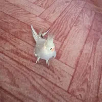 موکت پارکتی