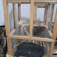 دو تا عروس هلندی نر وماده